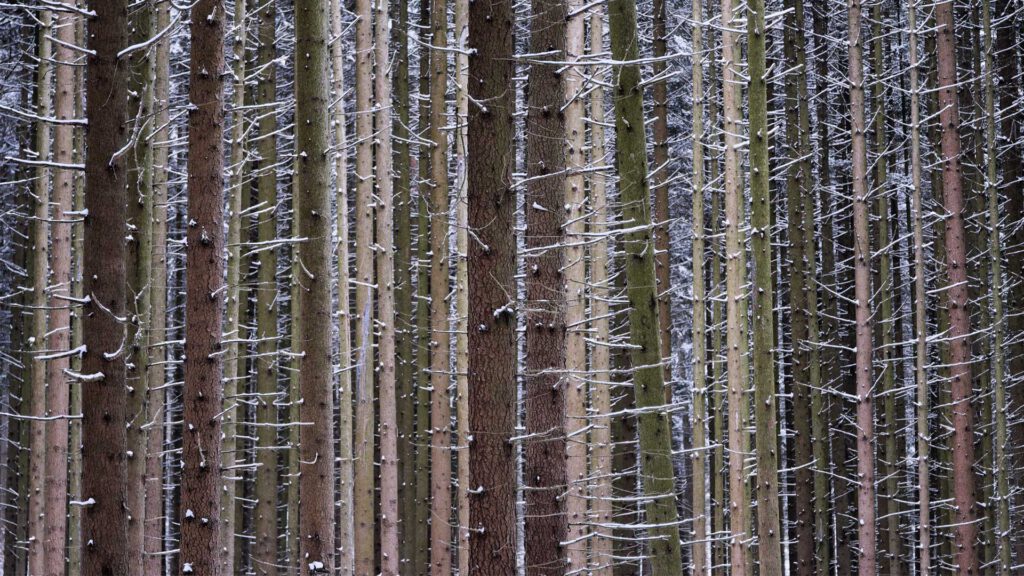 Winter – Suse Güllert Fotografie