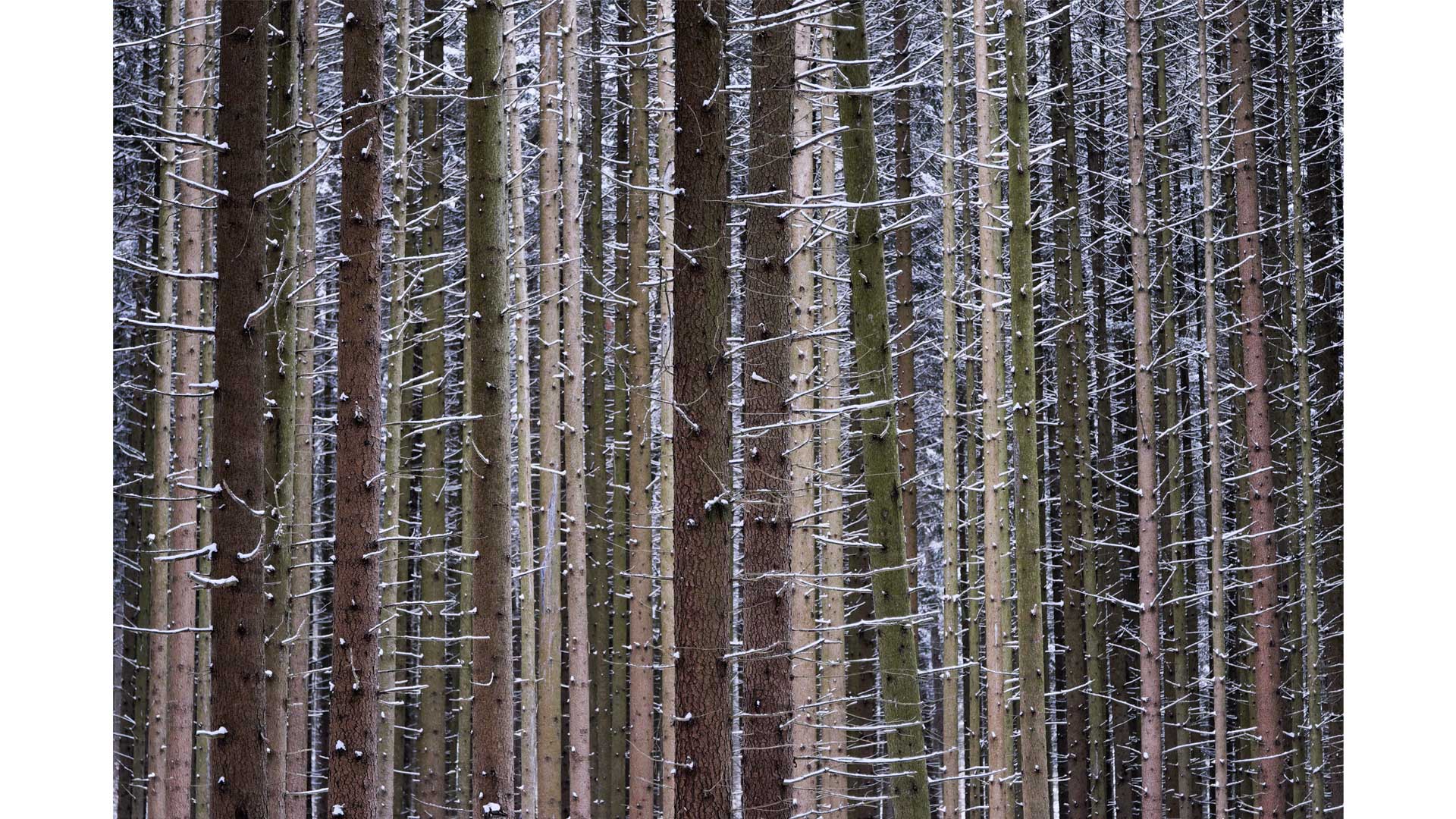 Winter – Suse Güllert Fotografie