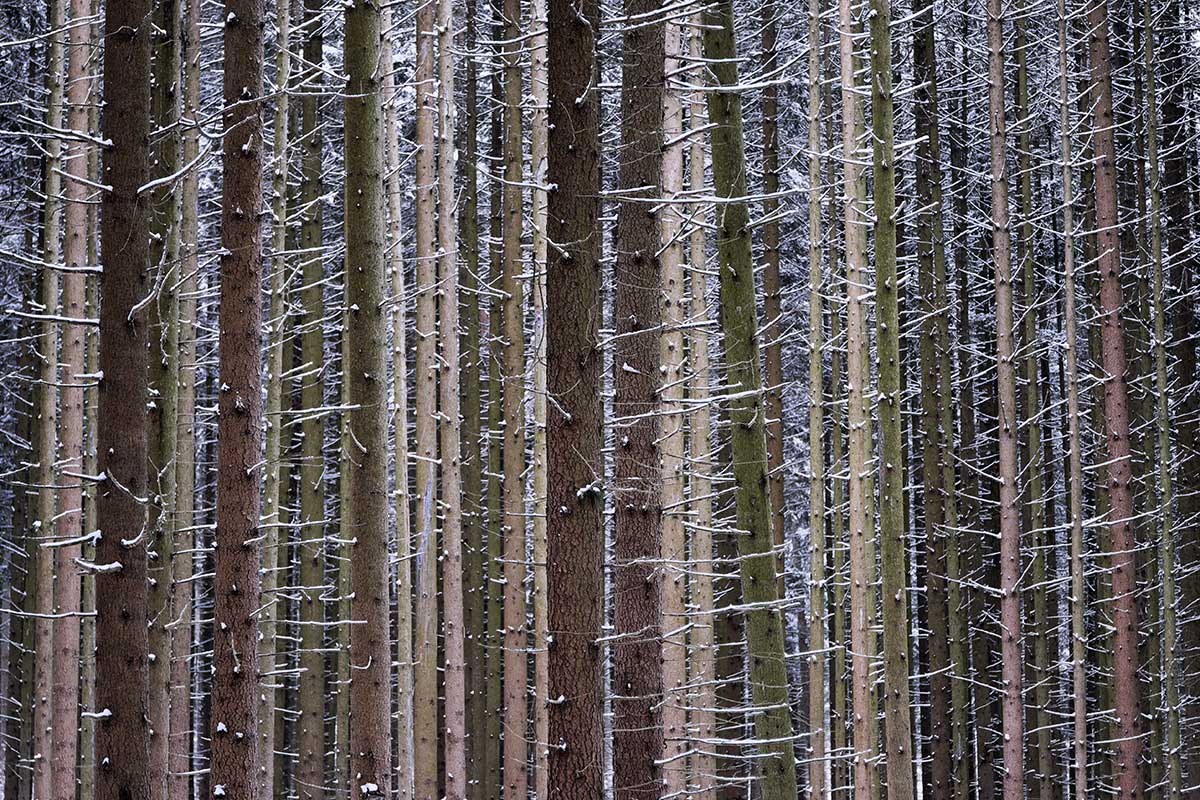 Winter – Suse Güllert