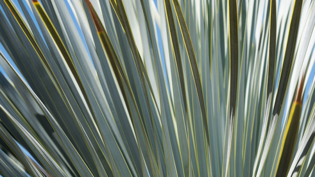 Palme mittags – Suse Güllert